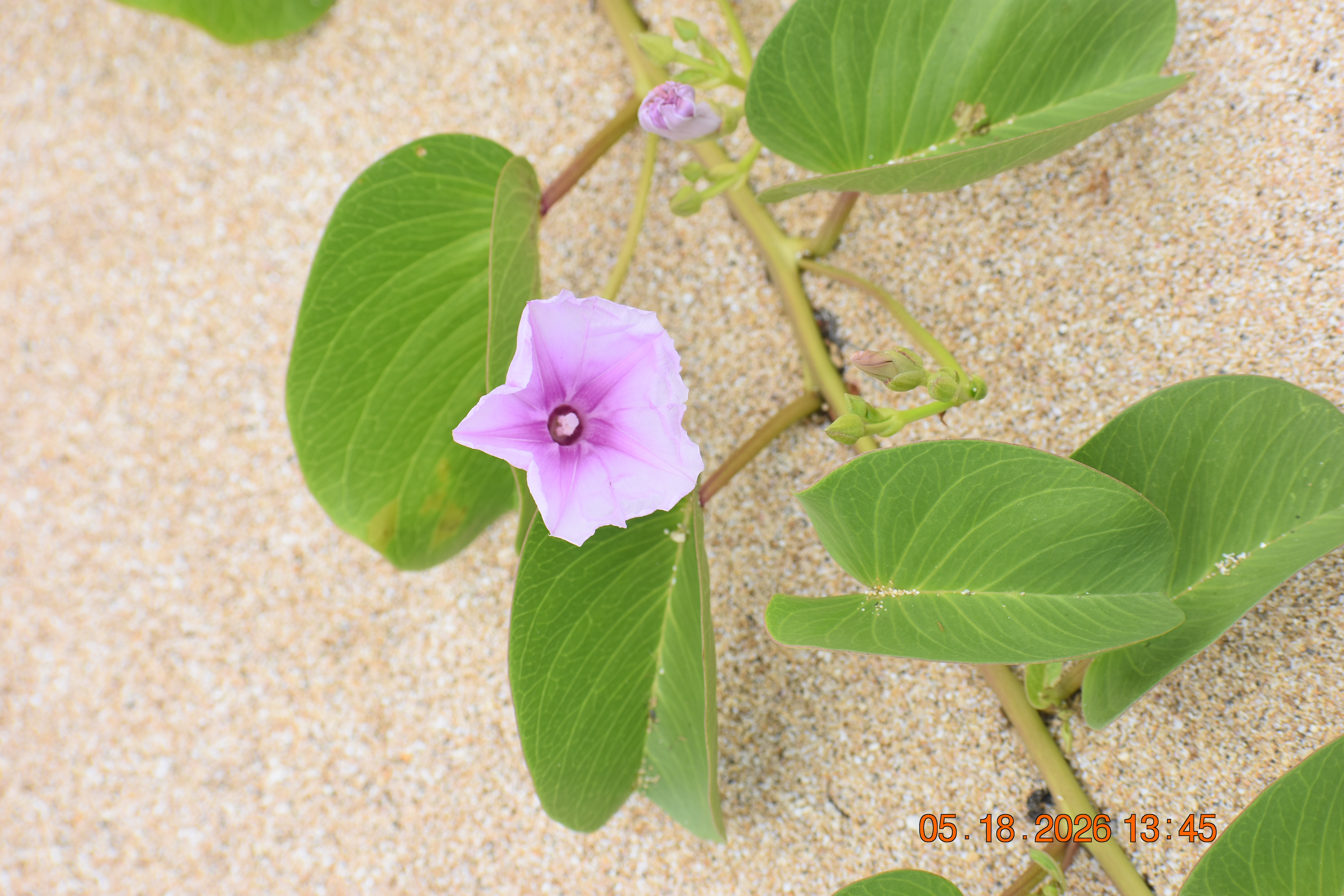 The PMRF project team planted native pōhuehue.